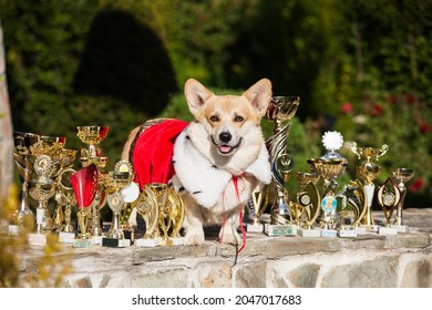 Royal Welsh Corgi Cardigan And His Show Awards