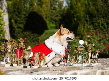 Royal Welsh Corgi Cardigan And His Show Awards