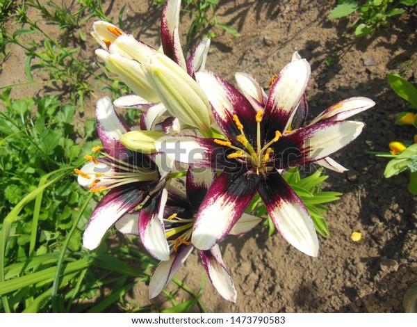 Royal White Lily Burgundy Spots Beautiful Stock Photo Edit Now 1473790583