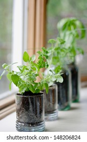 Royalty Free Stock Image Of A Windowsill Herb Garden