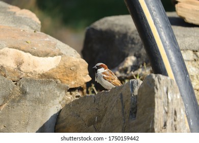 royalty free young sparrow image, sparrow bird