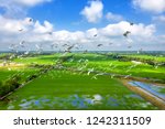 Royalty high quality free stock image aerial view of Melaleuca forests, Tram Chim National Parks, Dong Thap, Vietnam. Flying birds in the sky