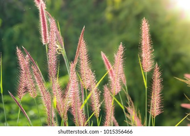 Royalty High Quality Free Stock Image Of Imperata Cylindrica Beauv In Sunshine. Imperata Cylindrica Is A Species Of Grass In The Family Poaceae