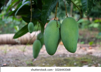 Royalty High Quality Free Stock Image Of Green Mango On Tree In The Orchard. Mango Is A Nutritious Food With Lots Of Vitamins