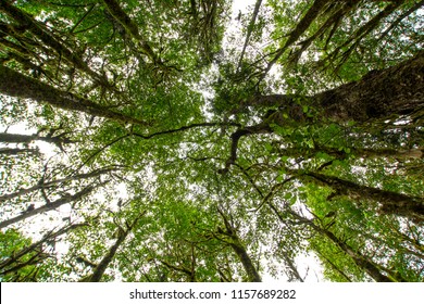Royalty high quality free stock image of green forest. Tree with green leaves and sun light. Bottom view background. View of green tree from bottom up. Look up under the tree