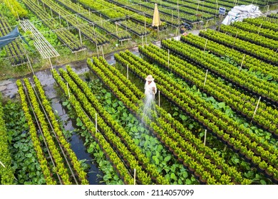 Royalty high quality free stock image. Aerial view flower field. Top view of green fields and flowers. Agro-industrial complex on which grow flowers in Dong Thap, Viet Nam