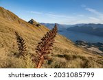 Roys Peak Track in the morning during Sunrise