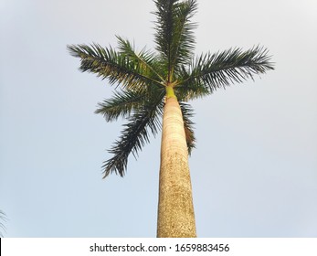 Roystonea Regia Is Commonly Known As The Cuban Royal Palm Or The Florida Royal Palm. 