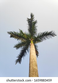 Roystonea Regia Is Commonly Known As The Cuban Royal Palm Or The Florida Royal Palm. 