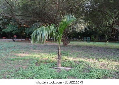 Roystonea Regia (Cuban Royal Palm Or Florida Royal Palm) Tree In The Park