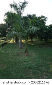 Roystonea Regia (Cuban Royal Palm Or Florida Royal Palm) Tree In The Park