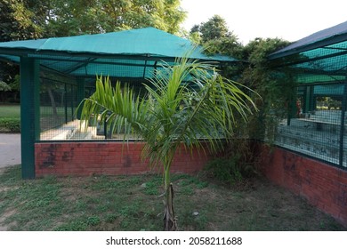 Roystonea Regia (Cuban Royal Palm Or Florida Royal Palm) Tree In The Park