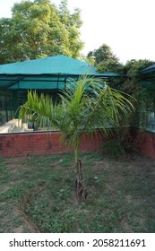 Roystonea Regia (Cuban Royal Palm Or Florida Royal Palm) Tree In The Park