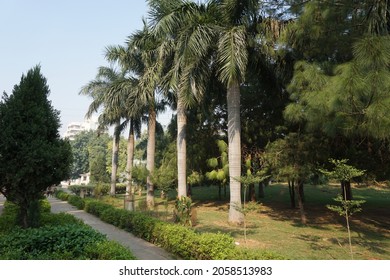 Roystonea Regia (the Cuban Royal Palm Or Florida Royal Palm) Tree In The Park