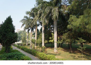 Roystonea Regia (the Cuban Royal Palm Or Florida Royal Palm) Tree In The Park