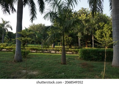 Roystonea Regia (the Cuban Royal Palm Or Florida Royal Palm) Tree In The Park