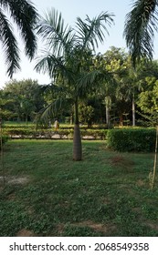 Roystonea Regia (the Cuban Royal Palm Or Florida Royal Palm) Tree In The Park