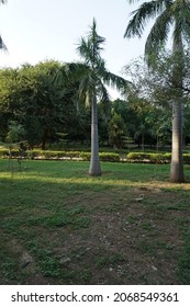 Roystonea Regia (the Cuban Royal Palm Or Florida Royal Palm) Tree In The Park