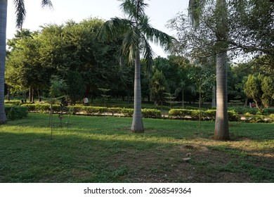 Roystonea Regia (the Cuban Royal Palm Or Florida Royal Palm) Tree In The Park