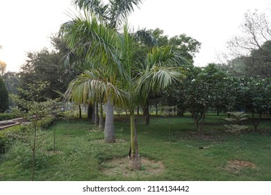 Roystonea Regia (the Cuban Royal Palm Or Florida Royal Palm) Tree In The Park