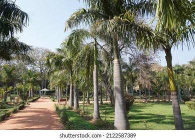 Roystonea Regia (the Cuban Royal Palm Or Florida Royal Palm) Trees In The Park