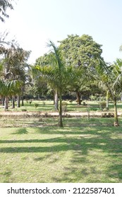 Roystonea Regia (the Cuban Royal Palm Or Florida Royal Palm) Trees In The Park