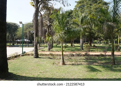 Roystonea Regia (the Cuban Royal Palm Or Florida Royal Palm) Trees In The Park