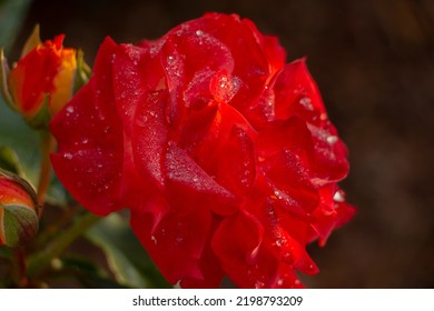 Roze Flower Dew Nature Red