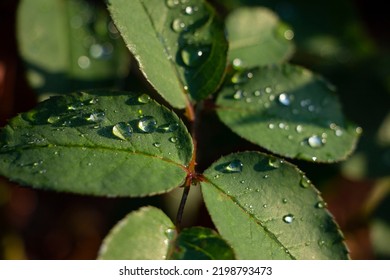 Roze Flower Dew Nature Red Leaves