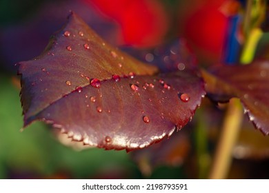 Roze Flower Dew Nature Red Leaves