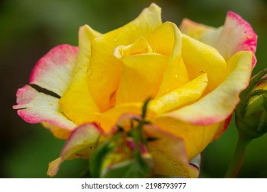 Roze Flower Dew Nature Yellow