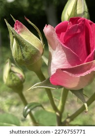 A roze pink, nature, a roze in a bud, flowers, amazing, litei flowers, green, flowers in the foreground, flowers are blooming - Shutterstock ID 2276755771