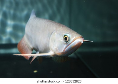 RTG Arowana