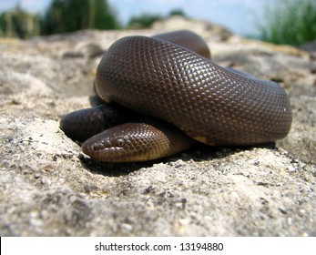 Rubber Boa