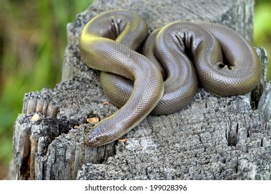 Rubber Boa - Charina Bottae