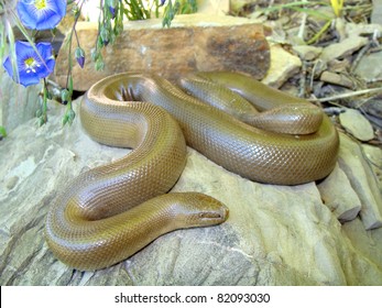 Rubber Boa, Charina Bottae