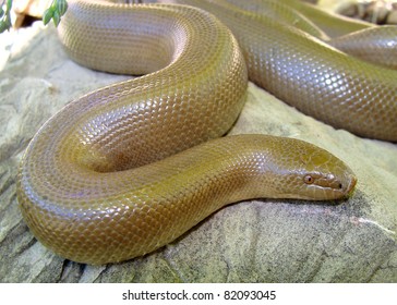 Rubber Boa, Charina Bottae