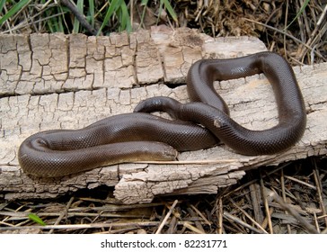 1,260 Rubber snake Images, Stock Photos & Vectors | Shutterstock