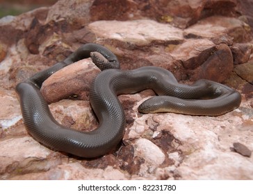 Rubber Boa (snake)