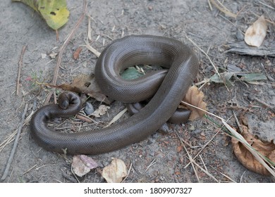 Rubber Boa Snake In The Woods 