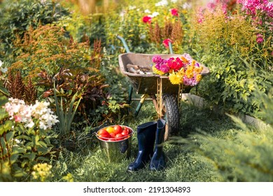 Rubber Boots And A Wheelbarrow With Flowers In The Backyard. Green Blooming Flower Beds And A Bucket Of Tomatoes. Harvesting In Summer.