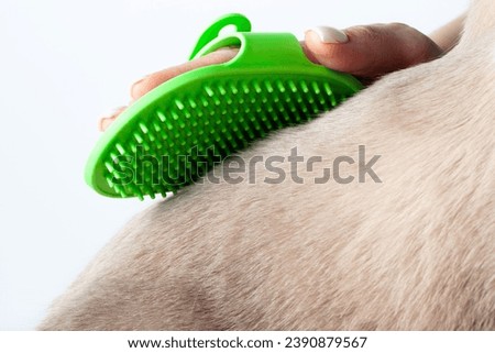 Rubber cat grooming brush for shedding. Perfect tool for pet fur care and grooming. Keep your cat clean and tidy.