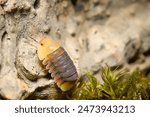 Rubber Ducky ball isopoda woodlouse. Cubaris spec. rubber ducky assel exotic animal in the natural background macro photography