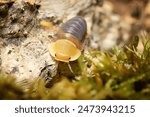 Rubber Ducky ball isopoda woodlouse. Cubaris spec. rubber ducky assel exotic animal in the natural background macro photography