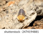 Rubber Ducky ball isopoda woodlouse. Cubaris spec. rubber ducky assel exotic animal in the natural background macro photography