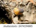 Rubber Ducky ball isopoda woodlouse. Cubaris spec. rubber ducky assel exotic animal in the natural background macro photography