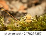 Rubber Ducky ball isopoda woodlouse. Cubaris spec. rubber ducky assel exotic animal in the natural background macro photography