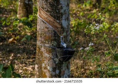 3,750 Latex sap Images, Stock Photos & Vectors | Shutterstock