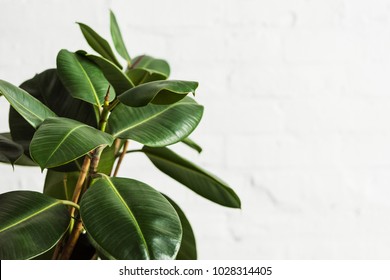 Rubber fig Ficus elastica plant with green leaves by white wall