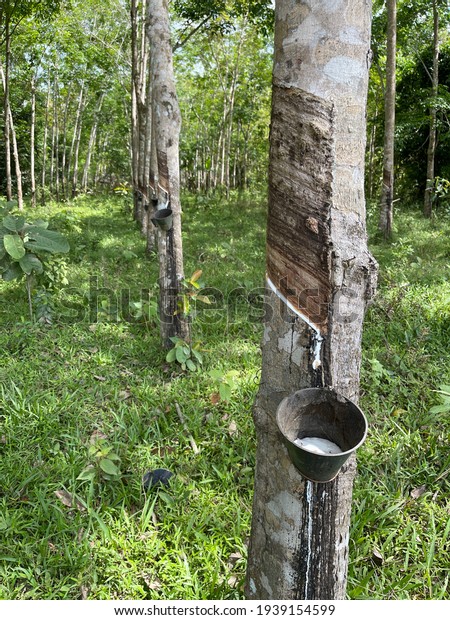 Rubber is harvested in the form of the latex from\
the rubber tree. The latex is drawn off by making incisions in the\
bark and collecting the fluid in vessels in a process called\
tapping. Random focus.